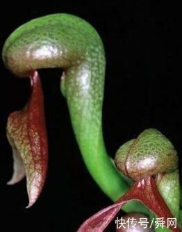 恐怖、凶残，会吃动物的植物大盘点