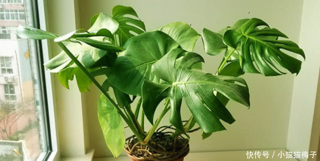 肥沃|什么营养液都不如“它”，土里埋一勺，盆土变肥沃，啥花都“茂盛”