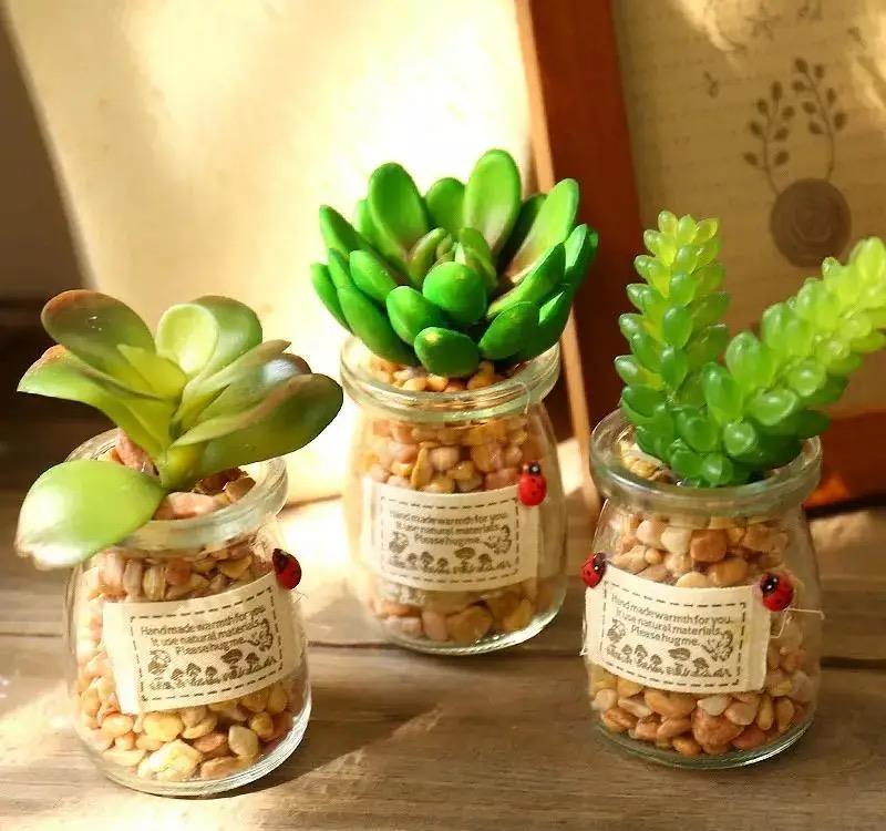 会养多肉的“大神”,从不在早春做四件事,不然越养越糟心