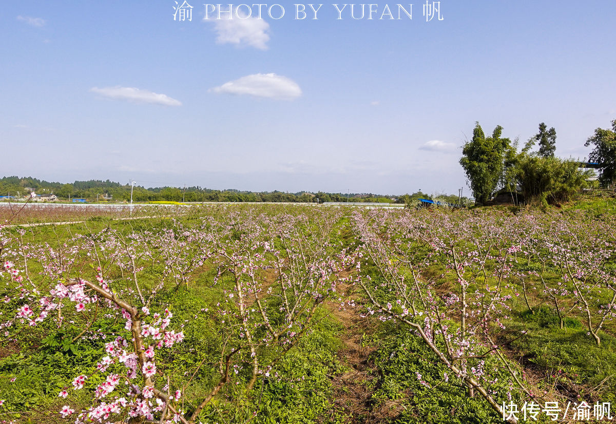 老年|重庆赏花又有好去处，这里不仅桃花美，桃子熟了更是可以随便吃