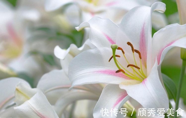 栀子花|美貌花卉，养一盆，香飘满屋，大自然赐予的“天然空气清新剂”