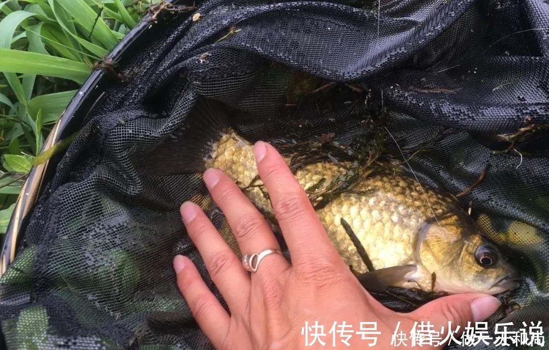水草|光水钓鲫鱼那点事儿，用长竿太累，但能比别人钓得更多