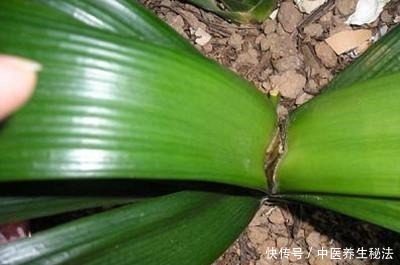 几分钱的“小药片”磨成粉,花盆浇一点,比多菌灵强,养花一级棒!