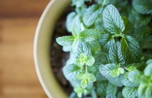  改良|正确使用柳树皮养花，可改良土壤，保植物不黄叶、不烂根！