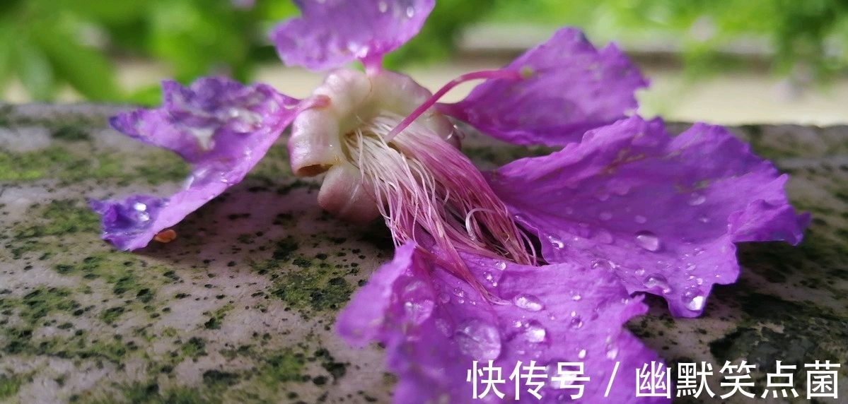 虞美人 雨后同干誉才卿置酒来禽花下作@八句话,四幅画,叶梦得的一首小词,昂扬向上,充满青春的气息