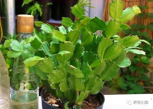 花友们都喜爱的“2种花”,开花漂亮又好养,还能大量繁殖