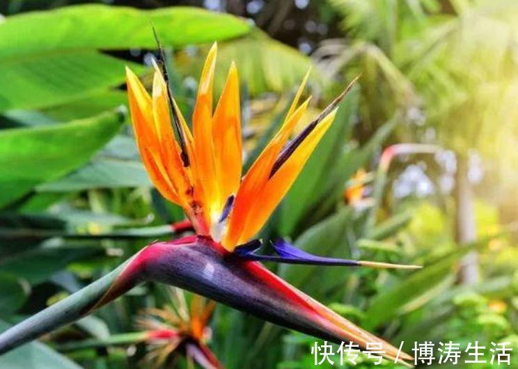 4种花是“花卉中的劳模”,沾土就活,20天就能开花爆满盆