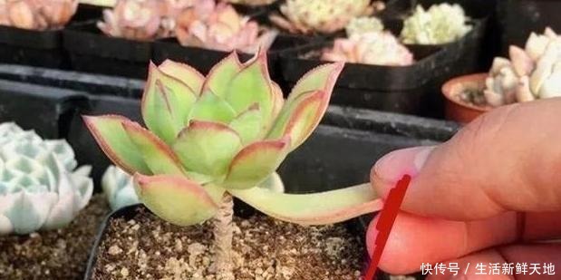 养多肉该如何繁殖只需1招,叶片发芽快、生根早、成活率高!