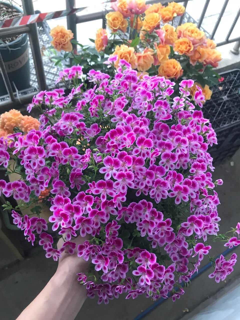 养长寿花、天竺葵,喂上1种“粉末”,花比叶子多,百试百灵