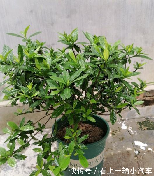 养花不会施肥,花又小又弱,17种花卉的施肥方法,赶紧收藏