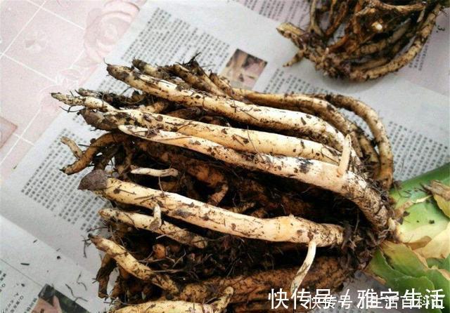 君子兰总活不过夏天,这3个方面没有做好,每一个都很致命