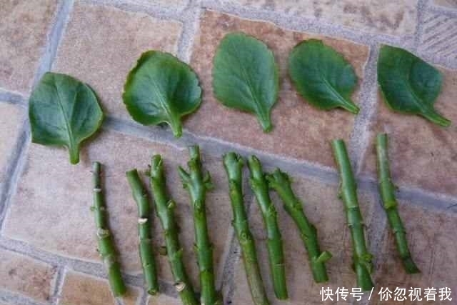 这两种盆栽还要买?摘片叶子,随手一插就能活,送人都送不完!