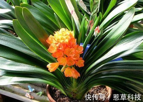 夏季|夏天养护君子兰有讲究，这几点千万要做好，否则难以安全度夏