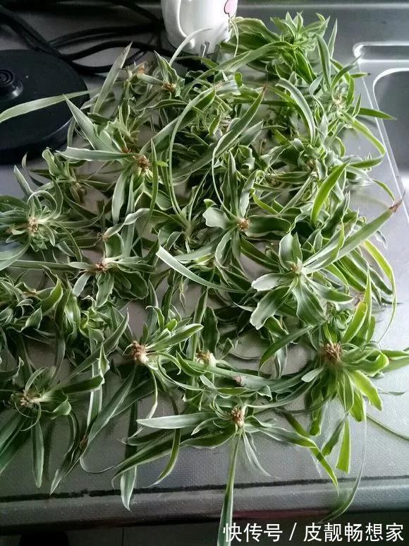 生根|5种花快扦插,生根超快,1周长出大白根,新手也能插得活