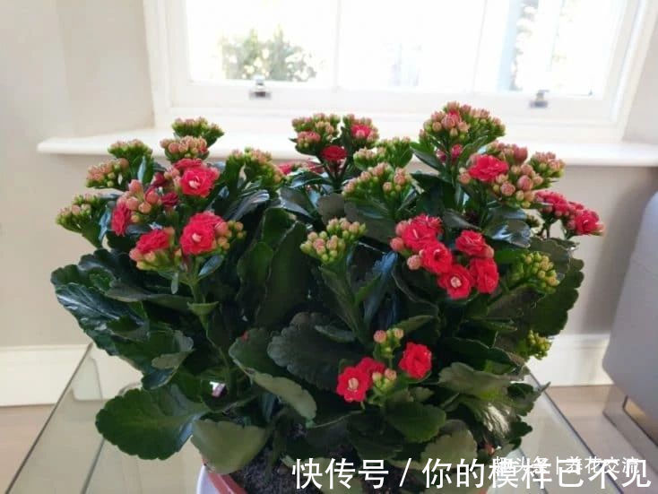 室内盆栽长寿花开花指南，光照比肥料还重要，想要复花要学会修剪