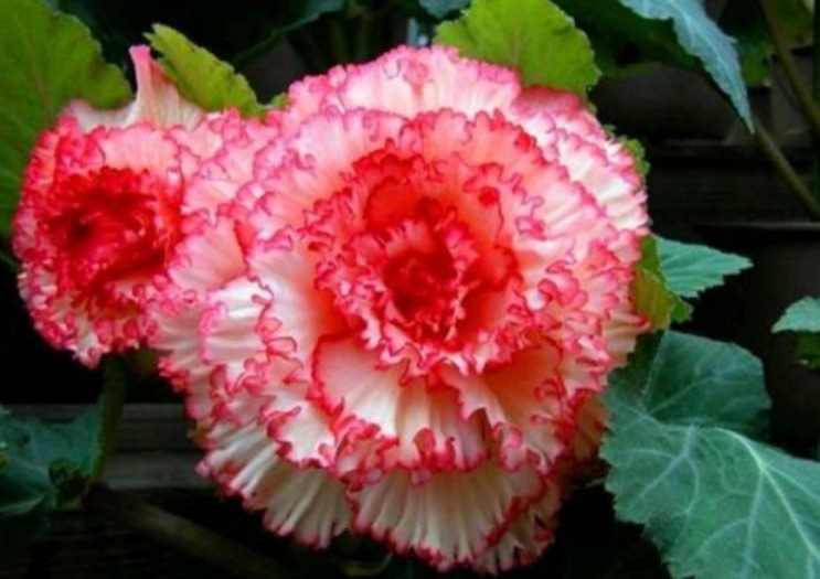 养花就养这几款,比牡丹美,比绿萝好养,开花一茬接一茬!