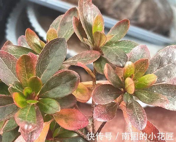 叶片|夏天怕晒的花,赶紧搬到阴凉地儿,再晒成枯杆了