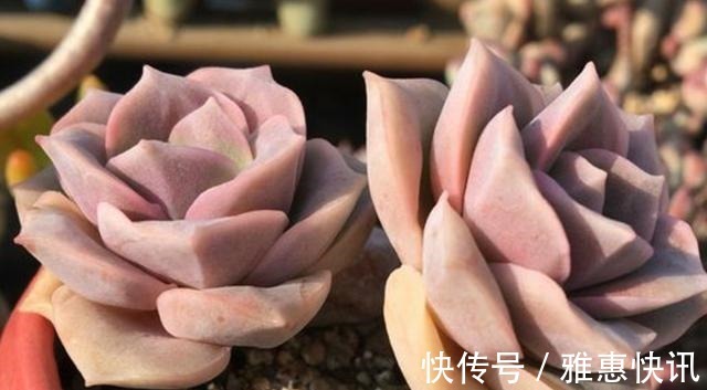 玫瑰|曾经贵到令人咋舌,且株型似玫瑰的可爱玫瑰多肉你现在还在养吗!