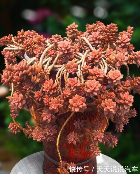 秋冬6款普货高颜值多肉,简单易养,美得如同仙子一般