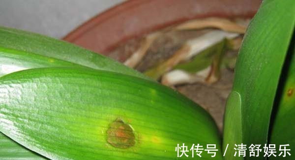 君子兰叶子长斑怎么办,找准原因快速解决君子兰叶斑问题