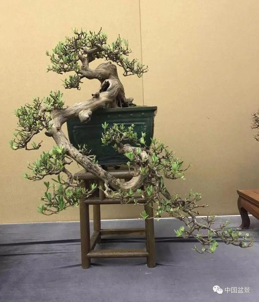 赏玩盆景，一定要是有德之人