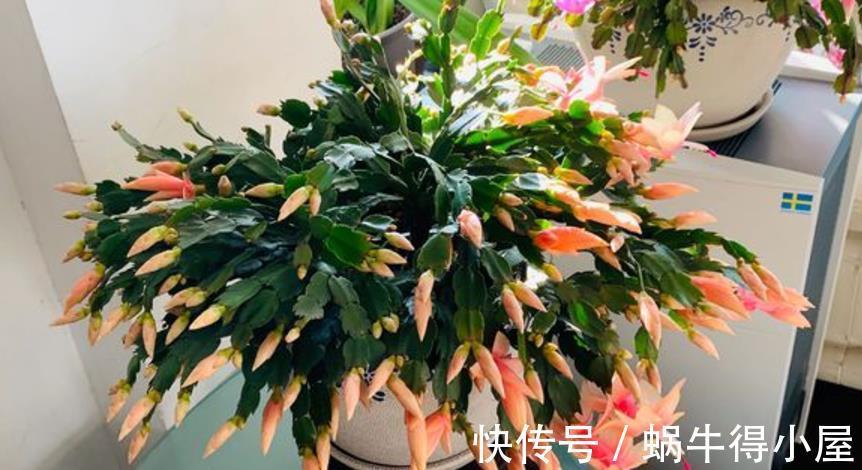 花友|蟹爪兰如何分株、养护防虫害等，该篇文章全部讲透，值得收藏