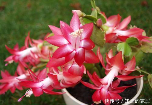 蟹爪|最厉害的养花营养液,给蟹爪兰喝一勺,蹭蹭冒花芽,花开满枝头!