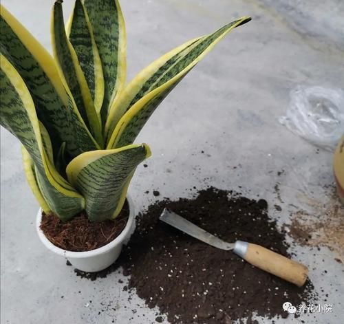 土壤|花盆里容易招小虫子,用2种简单的方法,对土壤进行消毒