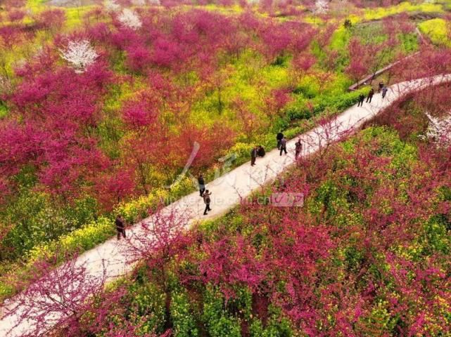 贵州黔西：春花烂漫迎客来