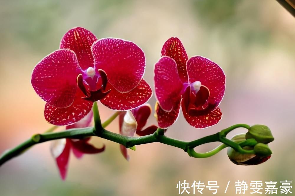 这3种花养一盆就上瘾，枝条贼好扦插，一盆能生好几盆