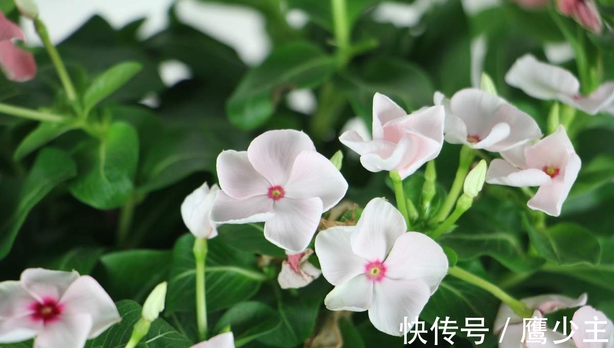 月季|冬天养花,千万别不舍得摘心,摘完才能平安过冬!