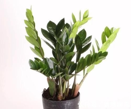 室内|17种适合生长在弱光处的室内植物，可以摆放在家里的任何角落