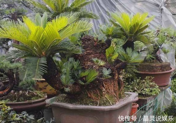 铁树|有种植物叫“铁树”，它真的是和铁一样吗快来一起看看吧