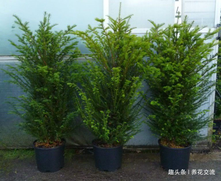 掌握这些养护方法,红豆杉不用怎么照顾就能长得又高又壮