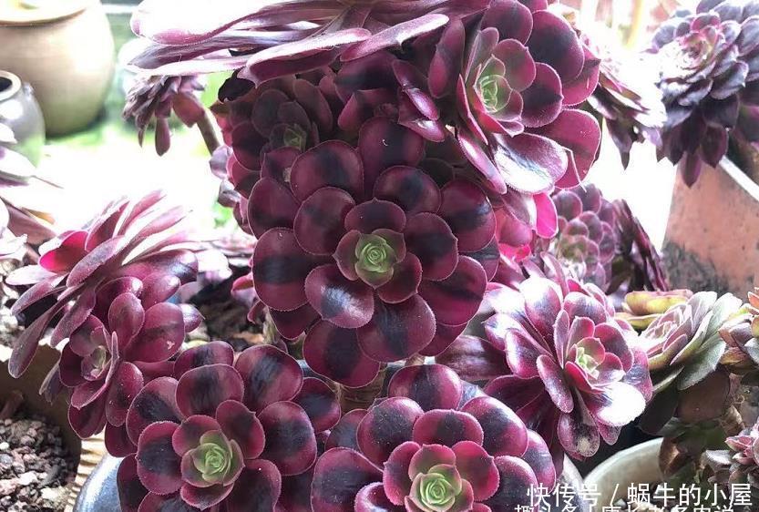 叶片|多肉法师的叶片暗淡无光原因很多,并非只有缺肥才会出现这种情况