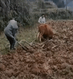 |搞笑动图:没有犁坏的地,只有累死的牛!