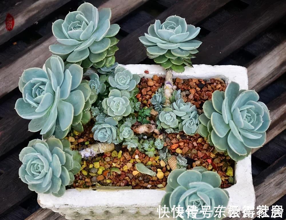 藤本月季|家里养了3种花,一盆接着一盆买,根本控制不住,是你吗?