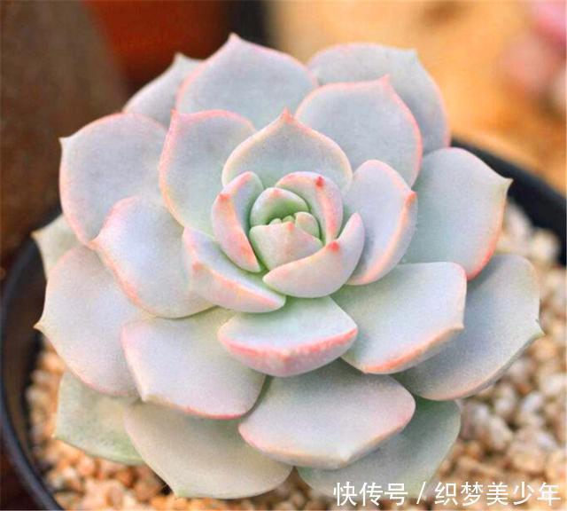 5种莹白如玉的白的白色多肉,洁白无瑕纯洁典雅,新手也能养得好