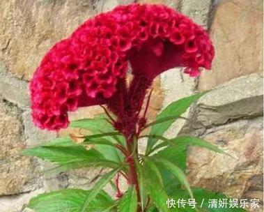 菊花|喜欢菊花,不如养盆“鸡之桂冠”鸡冠花,美轮美奂 花开富贵