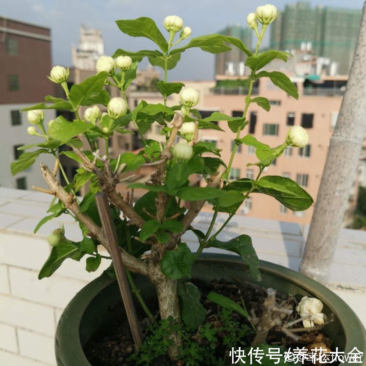 养花|养花用点“酸酸水”,花长得特旺,叶子绿得直滴油