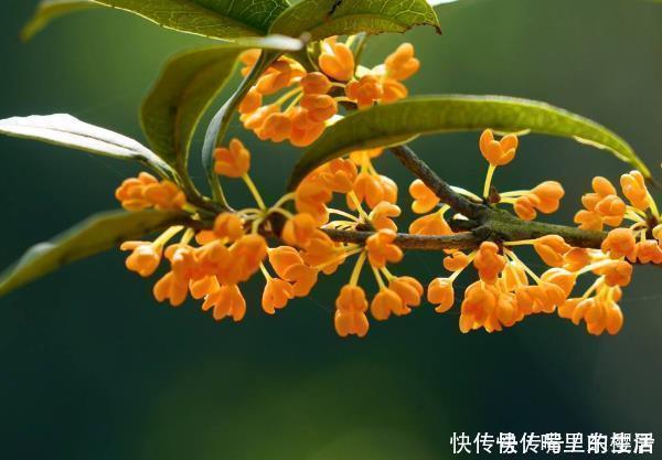 这“4种花”再穷也要养,还能带来财运,难怪有钱人家都会摆放