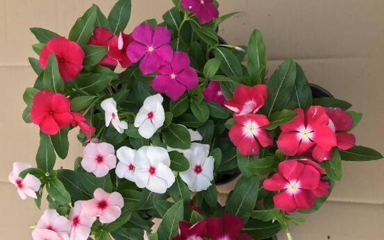 养花|家庭养花选它,漂亮又好养,一次能开100朵,太美了