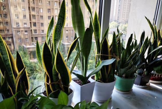 仙人球|5种“耐旱花”,浇水多了就烂根,特别是冬季,断水才能安稳度过