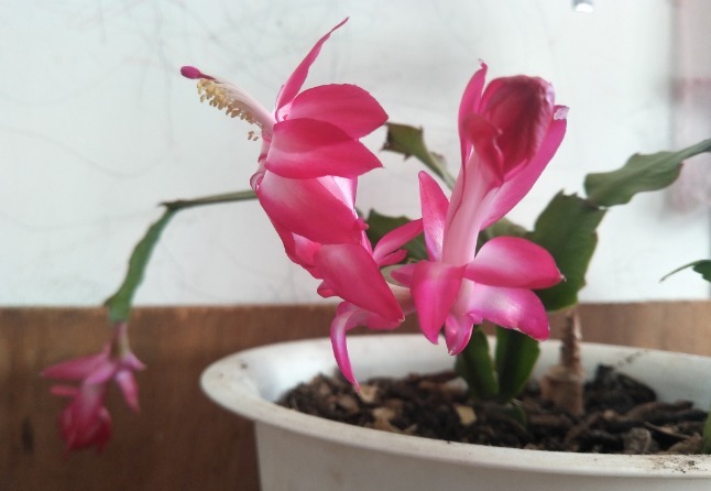  保留|蟹爪兰新长出来的叶片，保留还是揪掉，你是怎样做的？