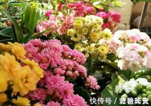 冬天养长寿花,用3个小方法催催花,花团锦簇,色泽鲜艳