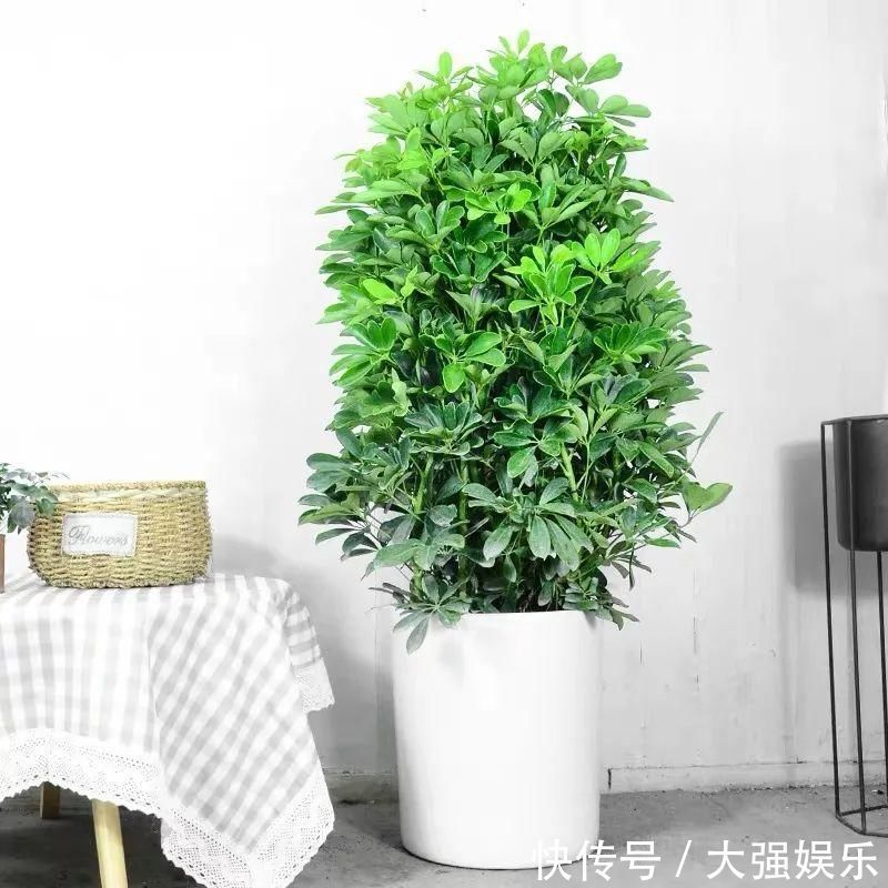 鸭掌木冬天有“五怕”,避开了才能枝繁叶茂,越养越旺