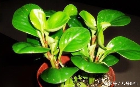 盆栽豆瓣绿长太高了怎么办？豆瓣绿长太高的处理方法