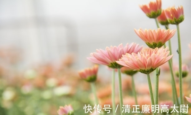 福气|阴历几月出生的人,心机特别浅,福气却深沉,不争不抢也可以成功