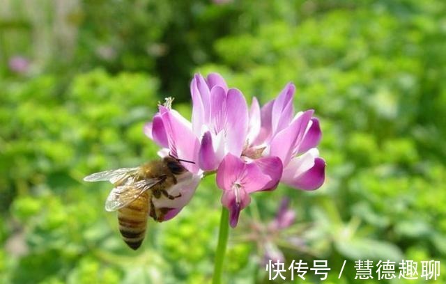 春天里|紫云英花——那是我的思乡之花