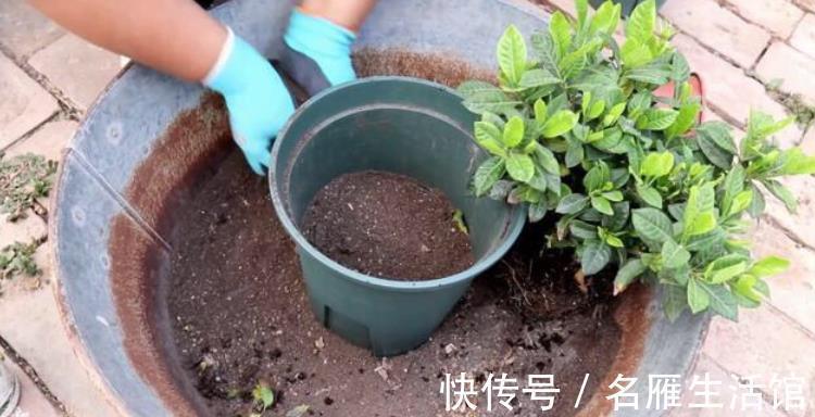 浇水|夏秋养花盆栽栀子,做到这些,香盈满屋,花叶果俱美